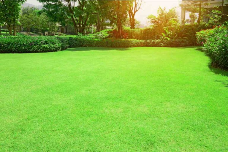 Niles Lawn Care: Choosing the Right Type of Grass for Your Yard