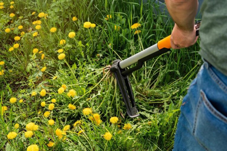 Common Lawn Care Challenges in Niles and How to Overcome Them